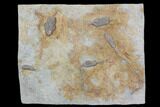 Five Crinoid Fossils (Three Species) - Crawfordsville, Indiana #92528-2